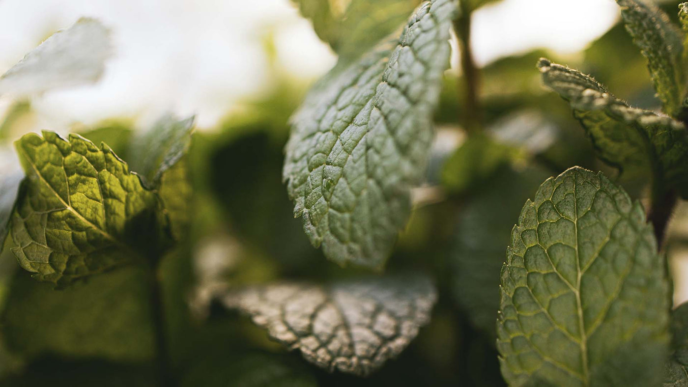 close-up shot of mint leaves during daylight